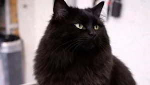 chat-demelage-après-moustache-aude 1