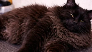 chat-demelage-avant-moustache-aude 1