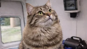 chat-demelage-leger-après-moustache-aude 1