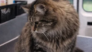 chat-demelage-leger-avant-moustache-aude 1