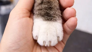 chat-hygiene-patte-moustache-aude 1