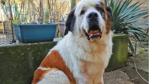 chien-bain-brushing-après-moustache-aude 1