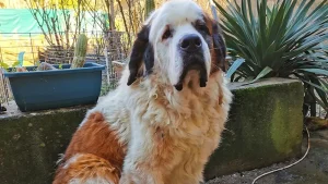 chien-bain-brushing-avant-moustache-aude 1