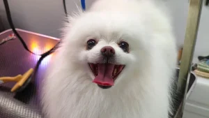 chien-demelage-debourrage-après-moustache-aude 1