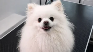 chien-demelage-debourrage-avant-moustache-aude 1