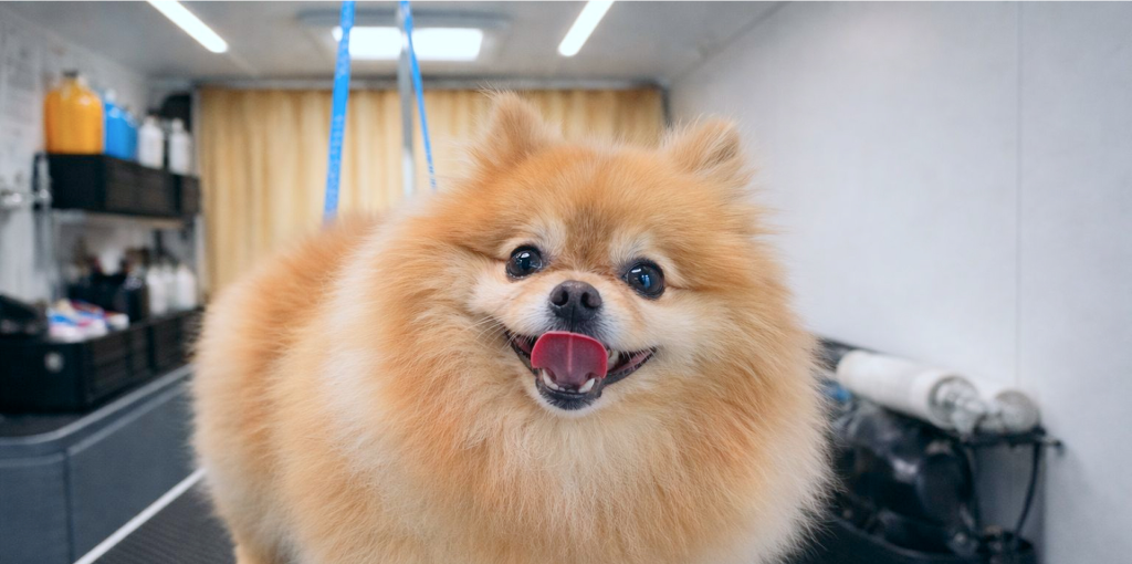 chien-toiletteuse-camion-mobile