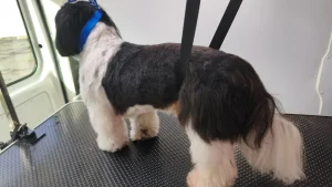 chien-coupe-ciseaux-après-moustache-aude