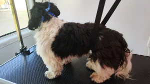 chien-coupe-ciseaux-avant-moustache-aude