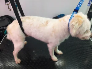 chien-coupe-tondeuse-après-moustache-aude