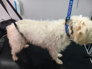 chien-coupe-tondeuse-avant-moustache-aude