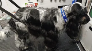 chien-epilation-trimming-après-moustache-aude