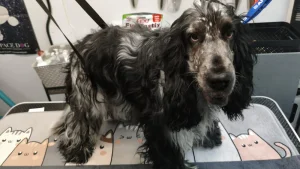 chien-epilation-trimming-avant-moustache-aude